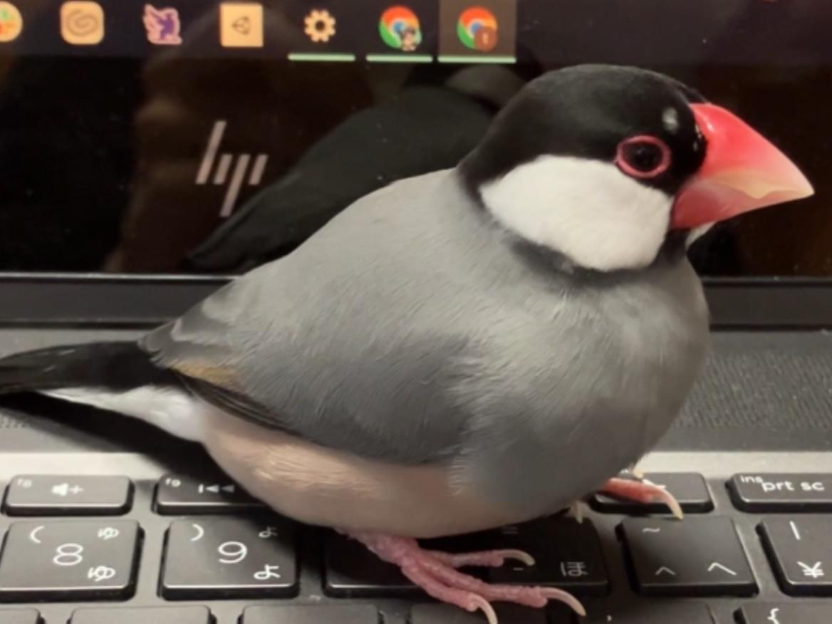 ブンちゃん ブンちゃん