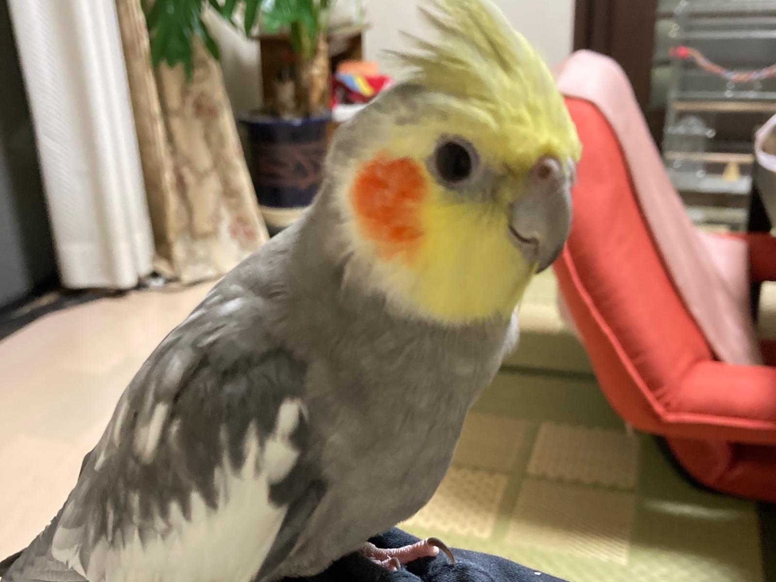 ゴマちゃん ゴマちゃん