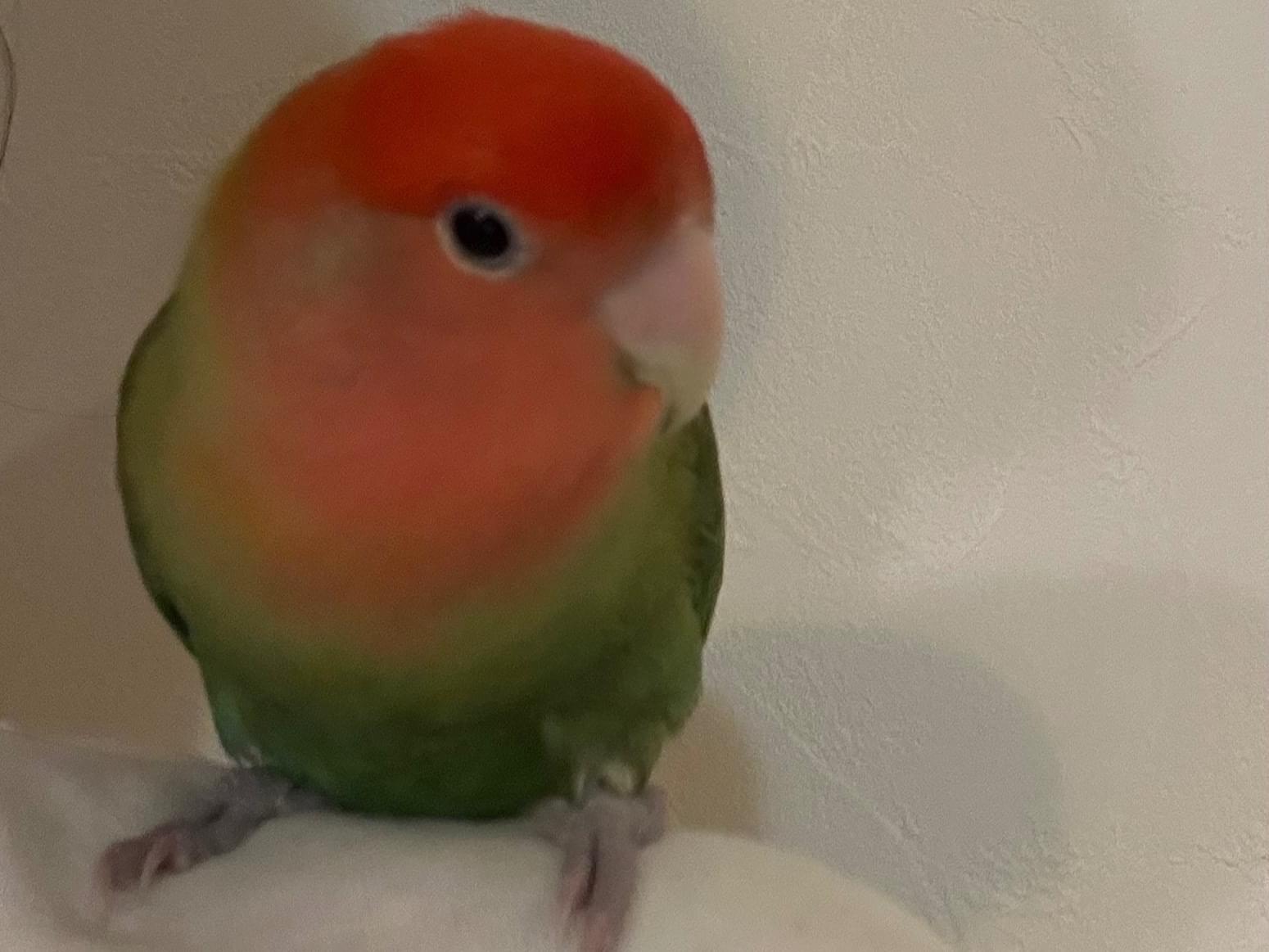 保護された鳥 保護された鳥