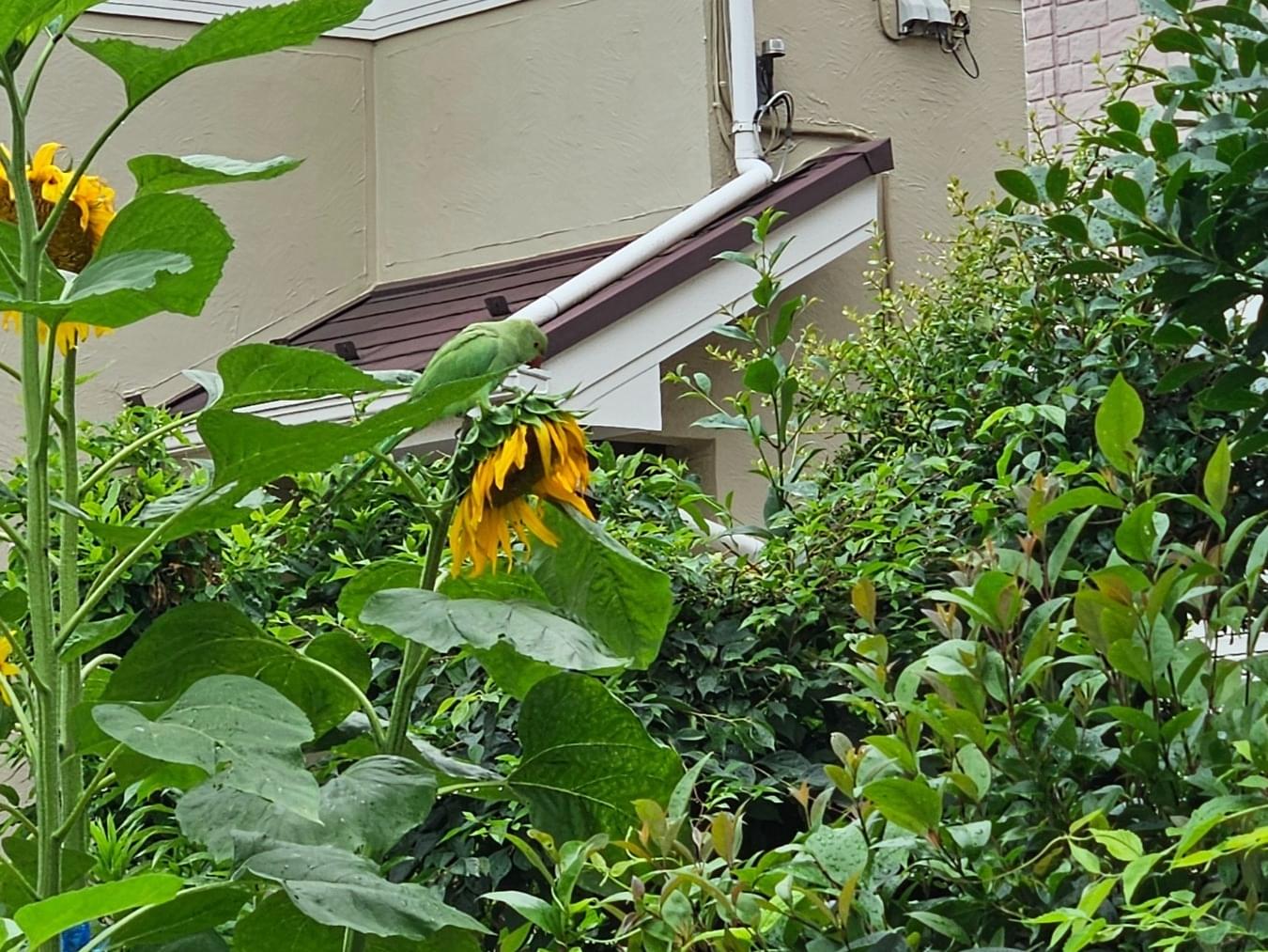 目撃された鳥