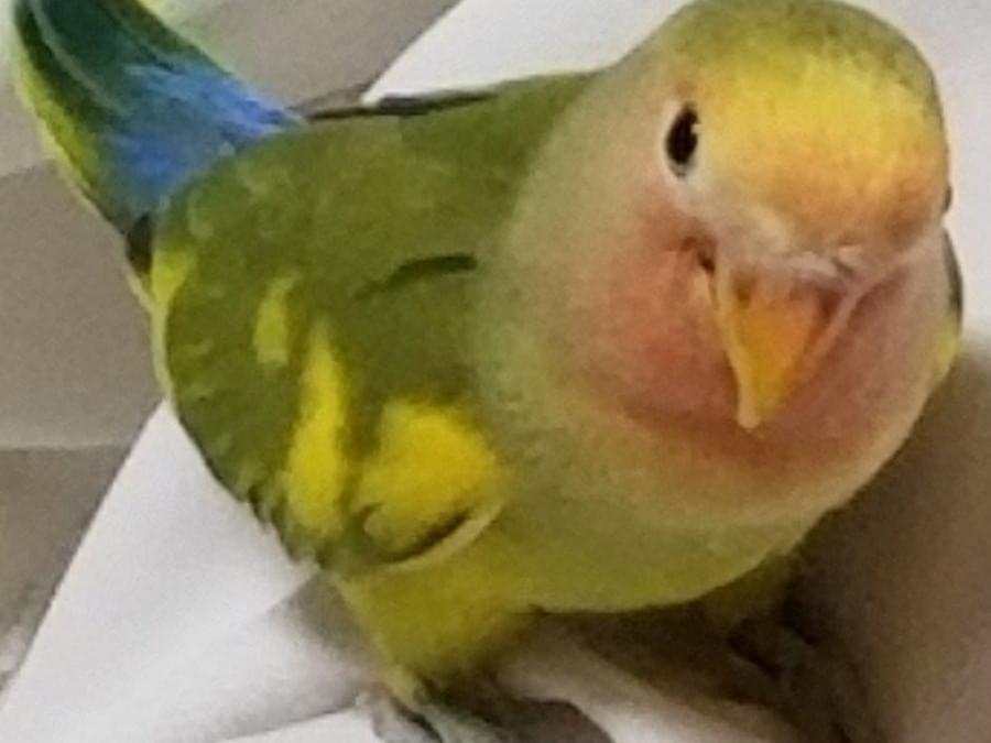 ピーちゃん ピーちゃん
