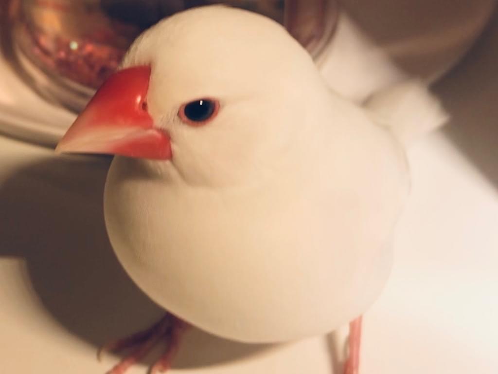 ホイップちゃん ホイップちゃん