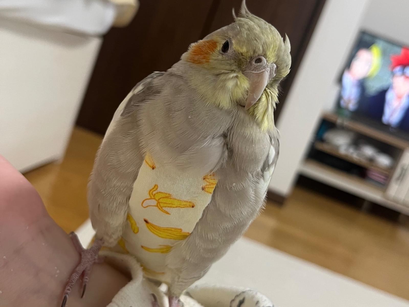 ひめちゃん ひめちゃん