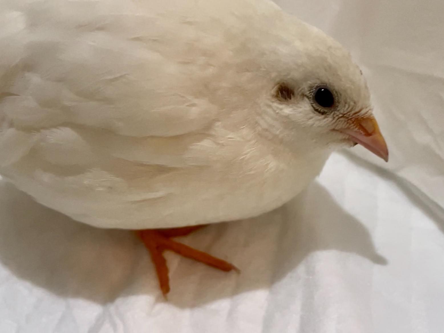 保護された鳥 保護された鳥