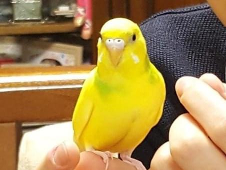 ポポちゃん ポポちゃん