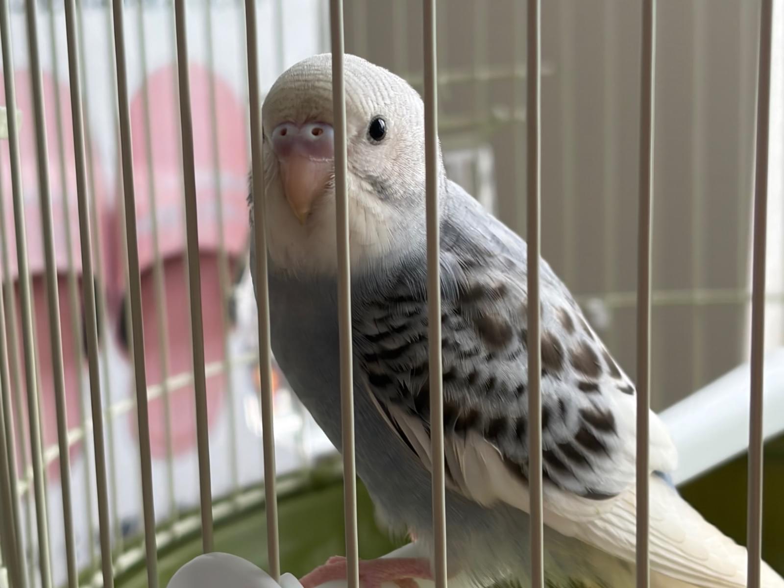 保護された鳥