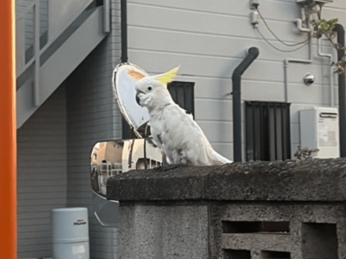 目撃された鳥 目撃された鳥