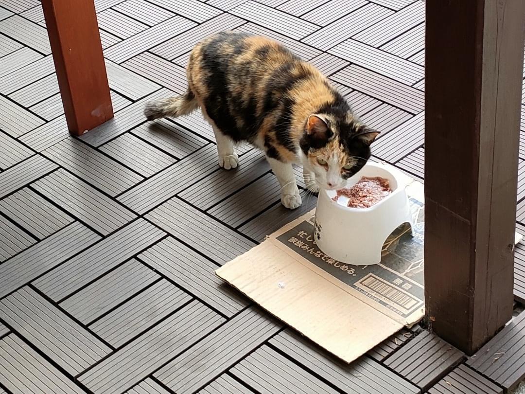 目撃された猫 目撃された猫