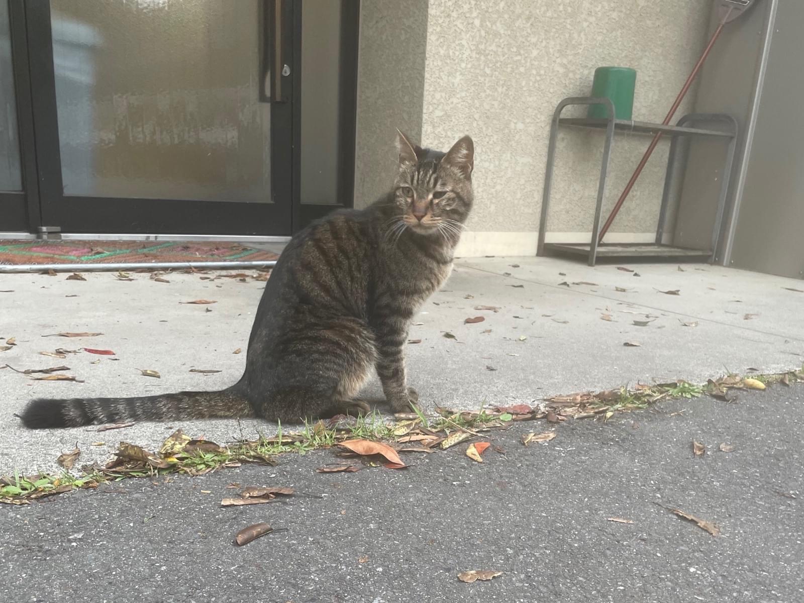 目撃された猫 目撃された猫