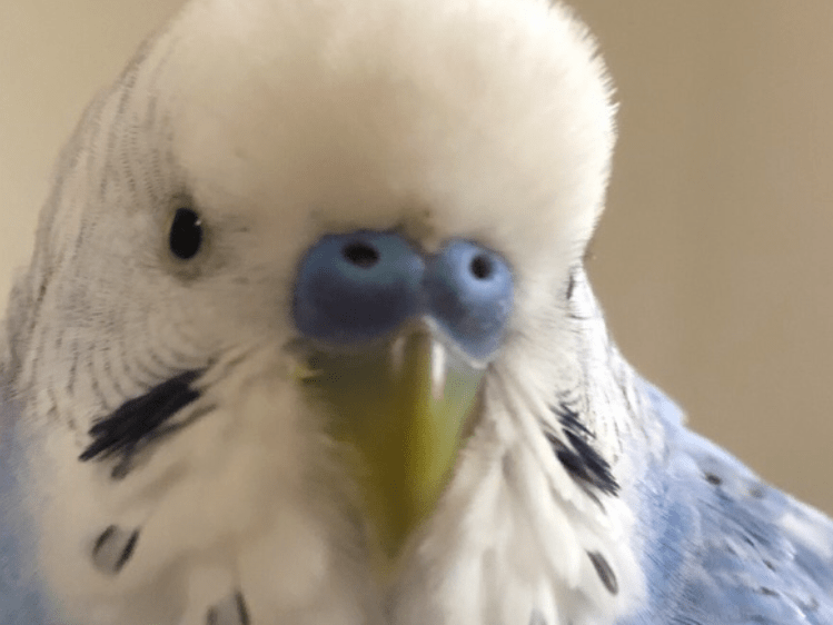 ソラちゃん ソラちゃん