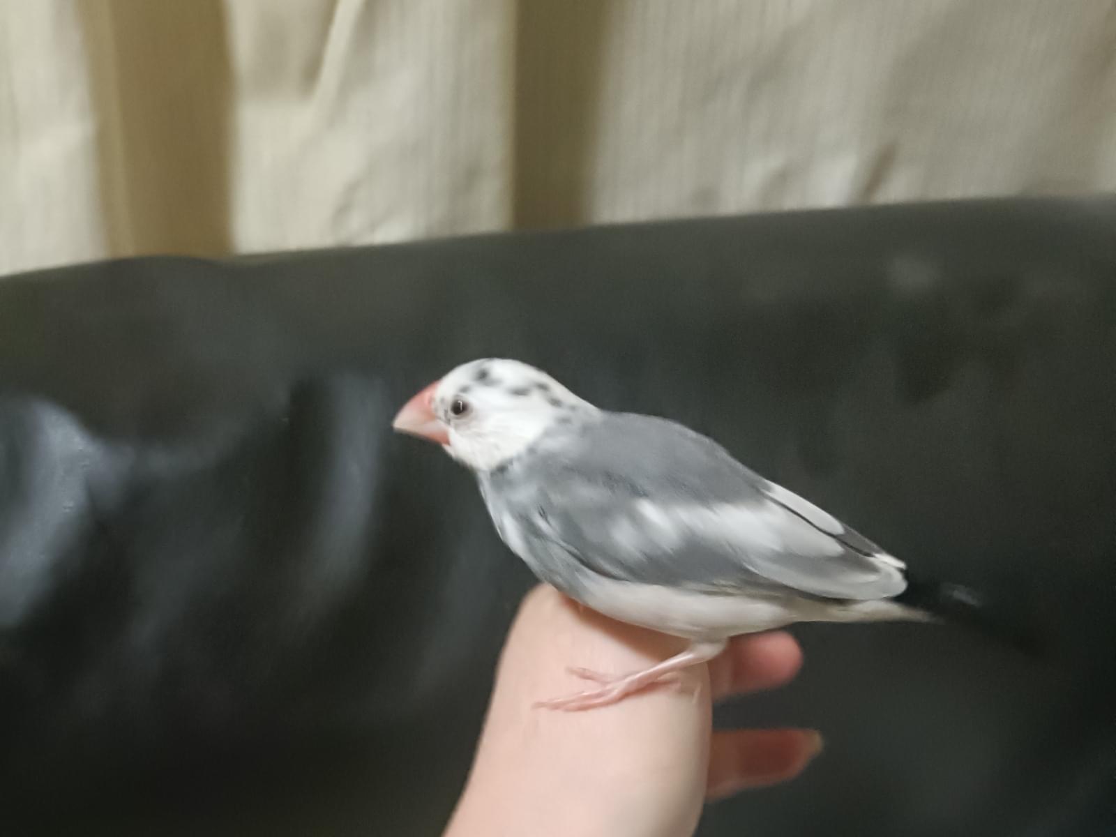 とりきちゃん