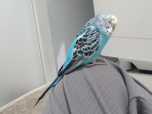 さんちゃん さんちゃん