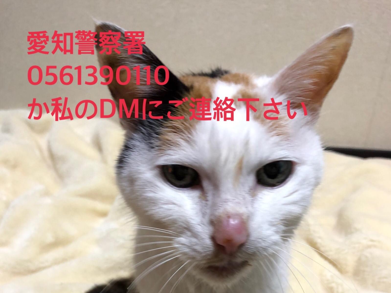保護された猫 保護された猫