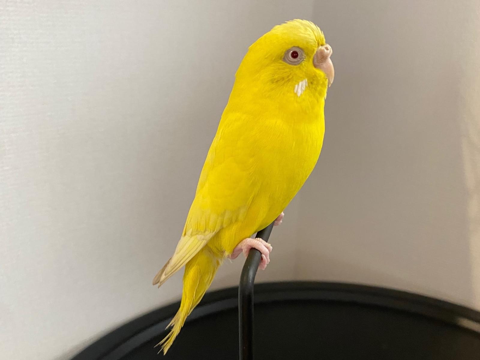 保護された鳥 保護された鳥