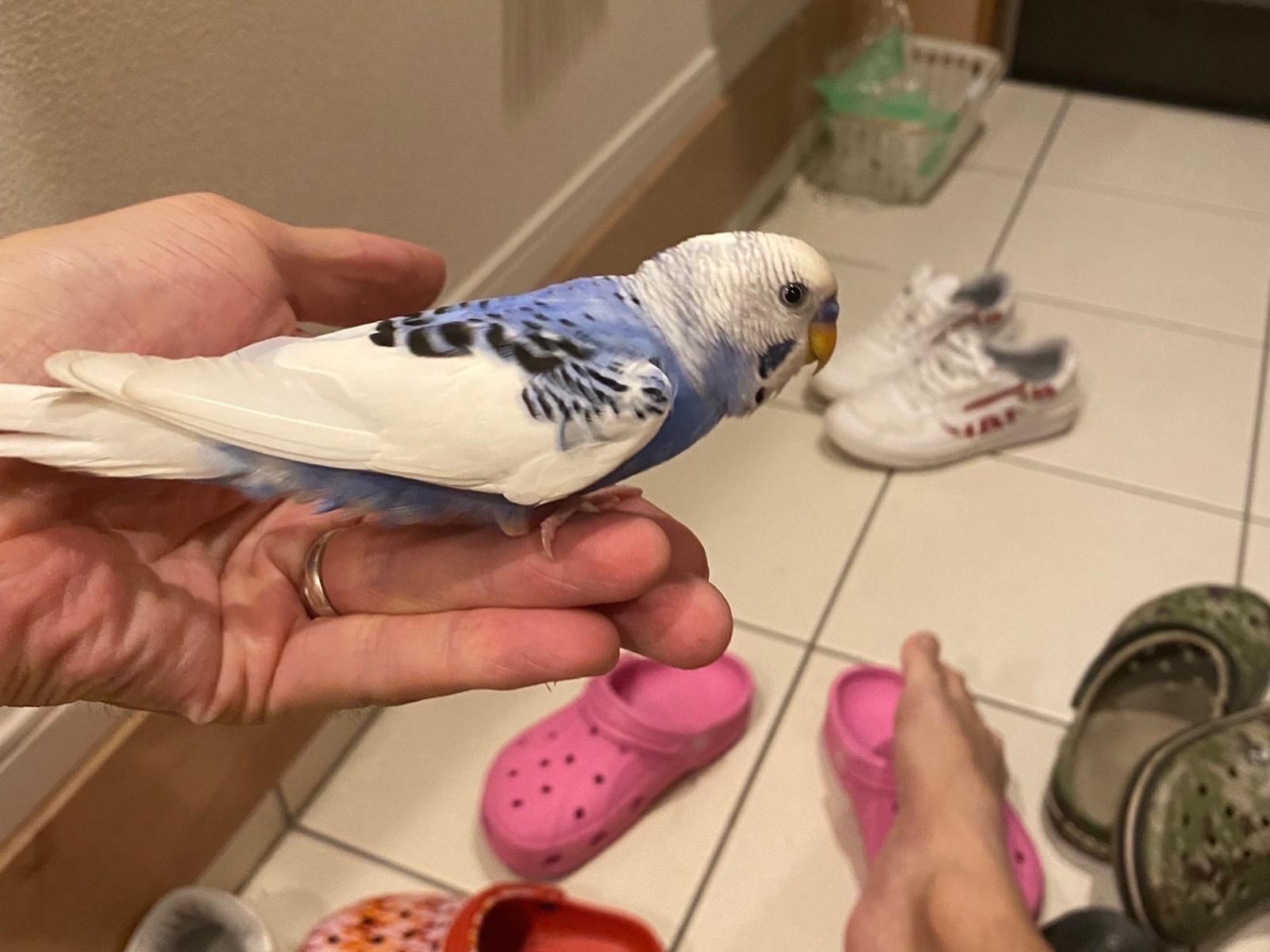 目撃された鳥 目撃された鳥