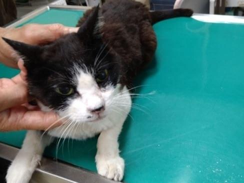 保護された猫 保護された猫