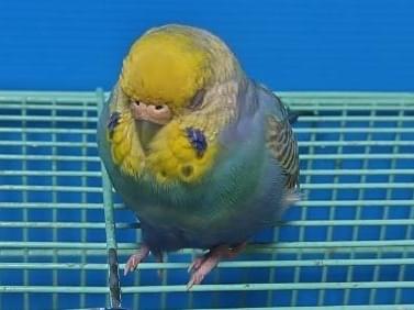 きいちゃん きいちゃん