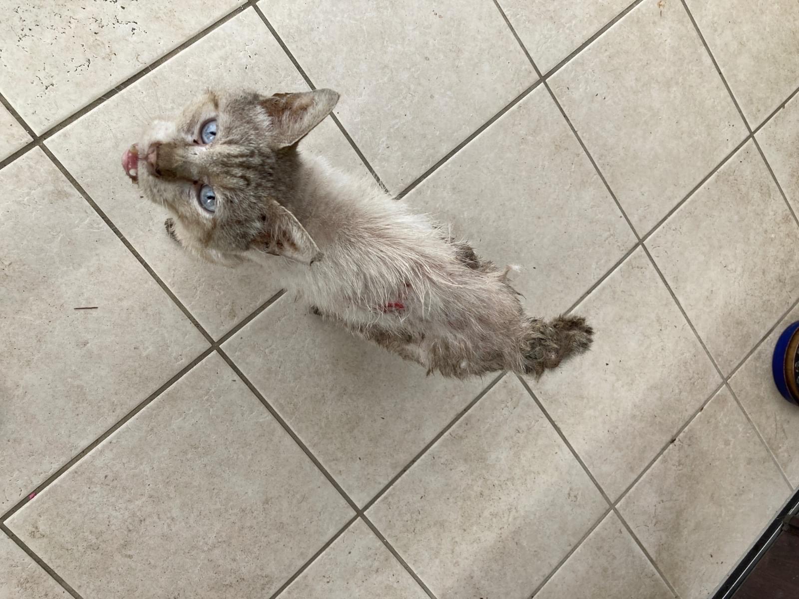 目撃された猫 目撃された猫
