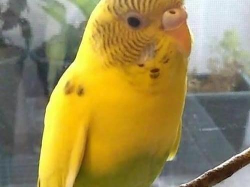 ぴーちゃん ぴーちゃん