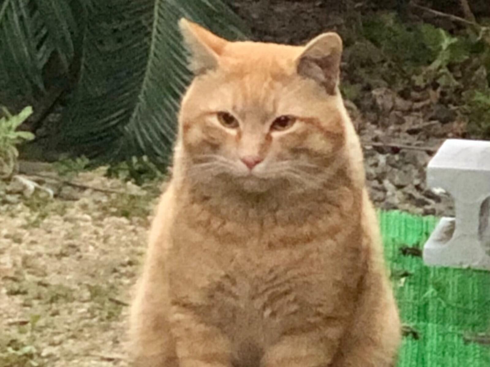 目撃された猫 目撃された猫