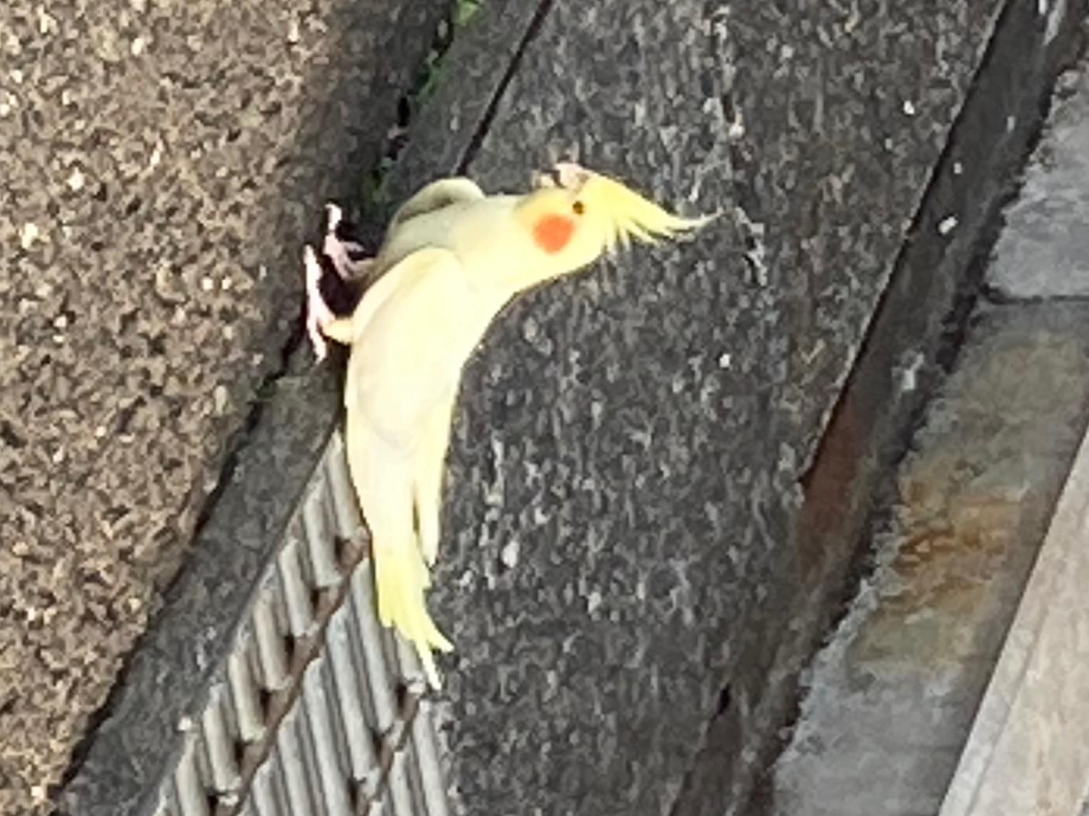 目撃された鳥 目撃された鳥