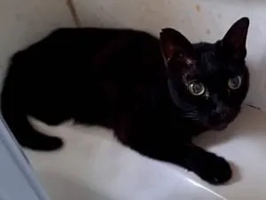 黒猫。 断捨離中出品 黒猫を探してます