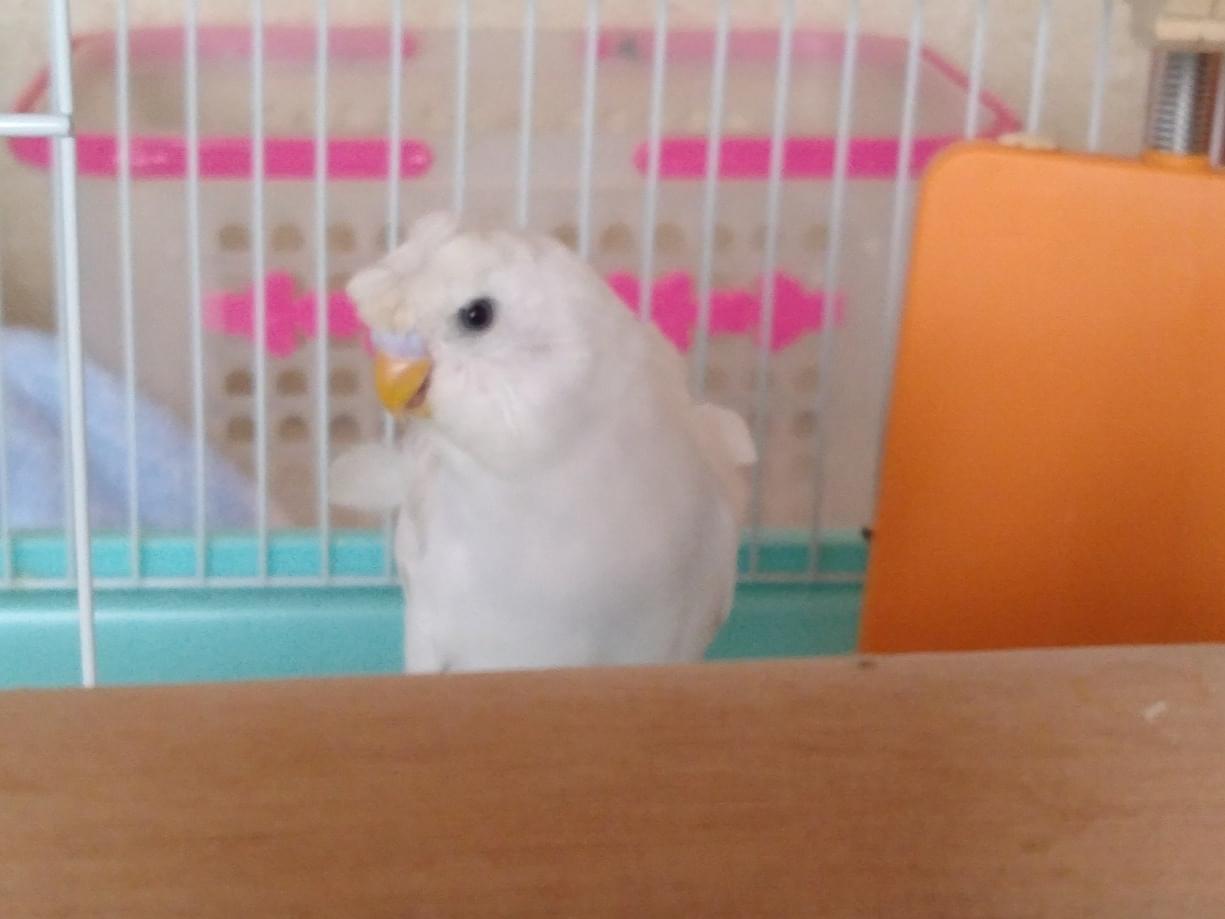 ラクちゃん