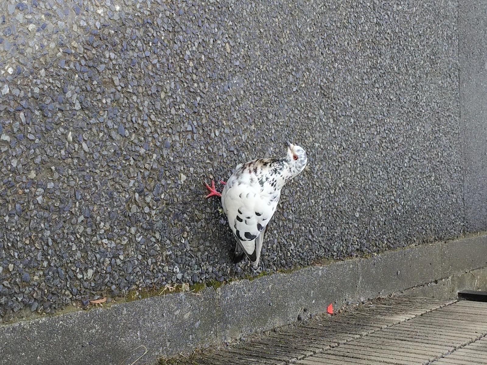 目撃された鳥 目撃された鳥