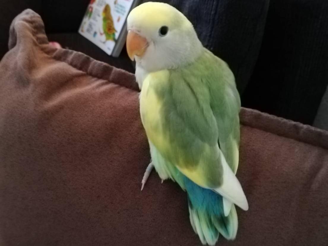 ぴーちゃん ぴーちゃん