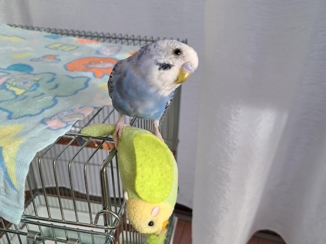 ちびちゃん ちびちゃん