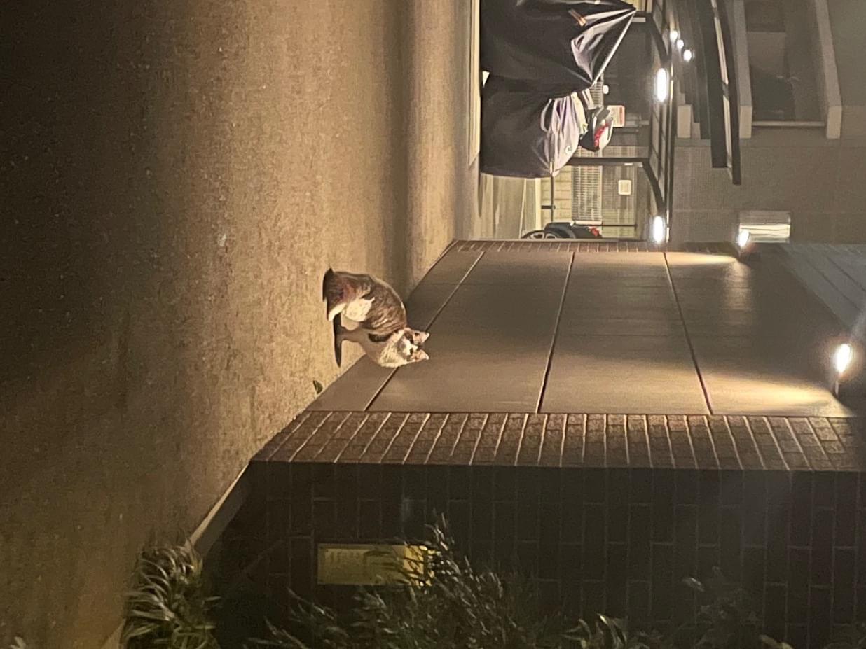 目撃された猫 目撃された猫