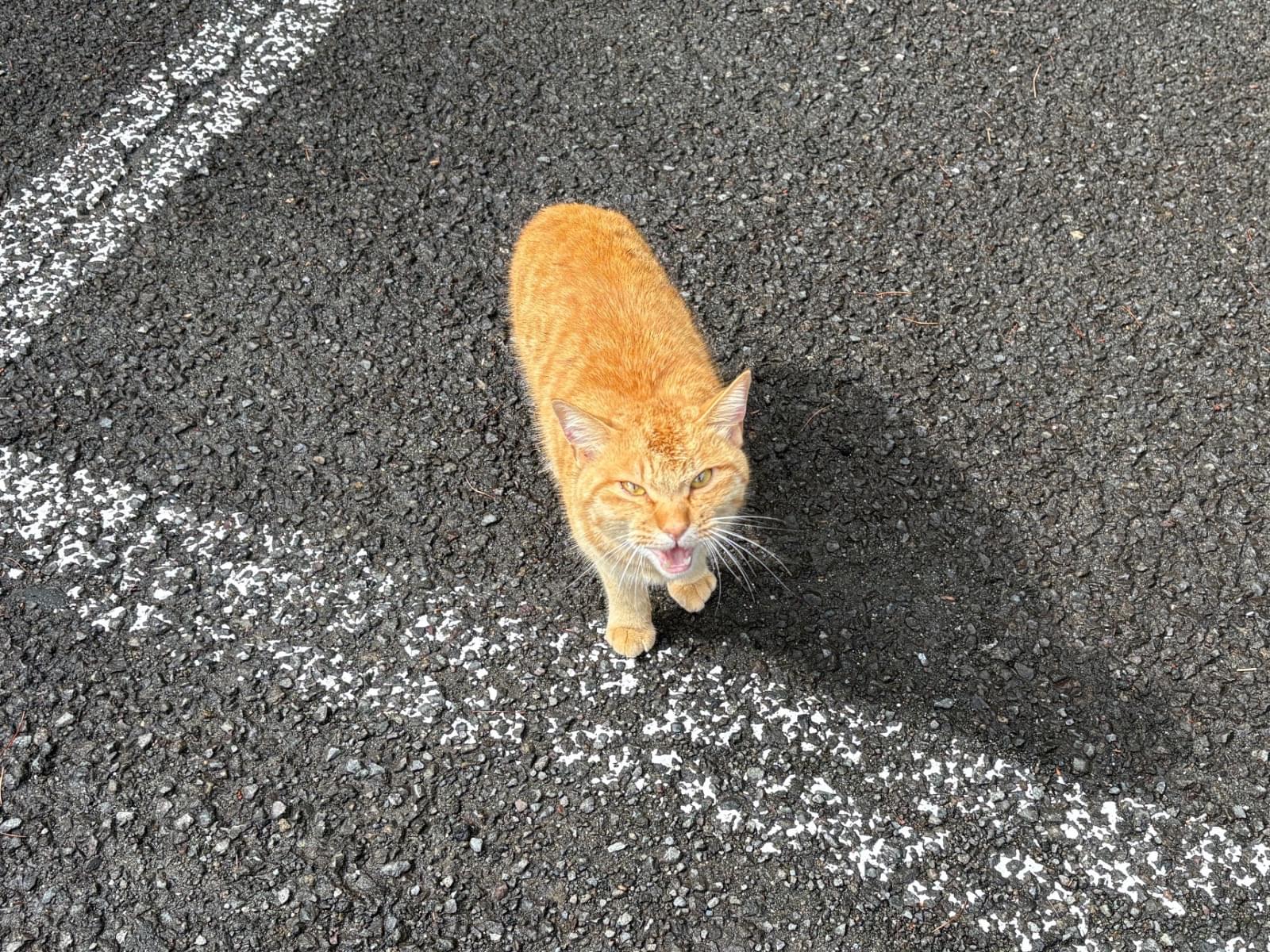 目撃された猫 目撃された猫