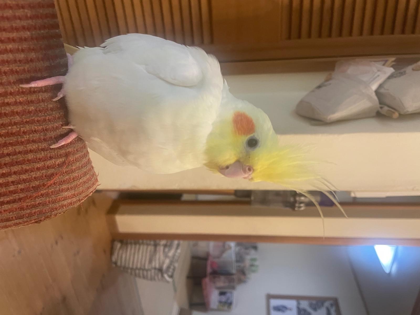 ダイズちゃん ダイズちゃん