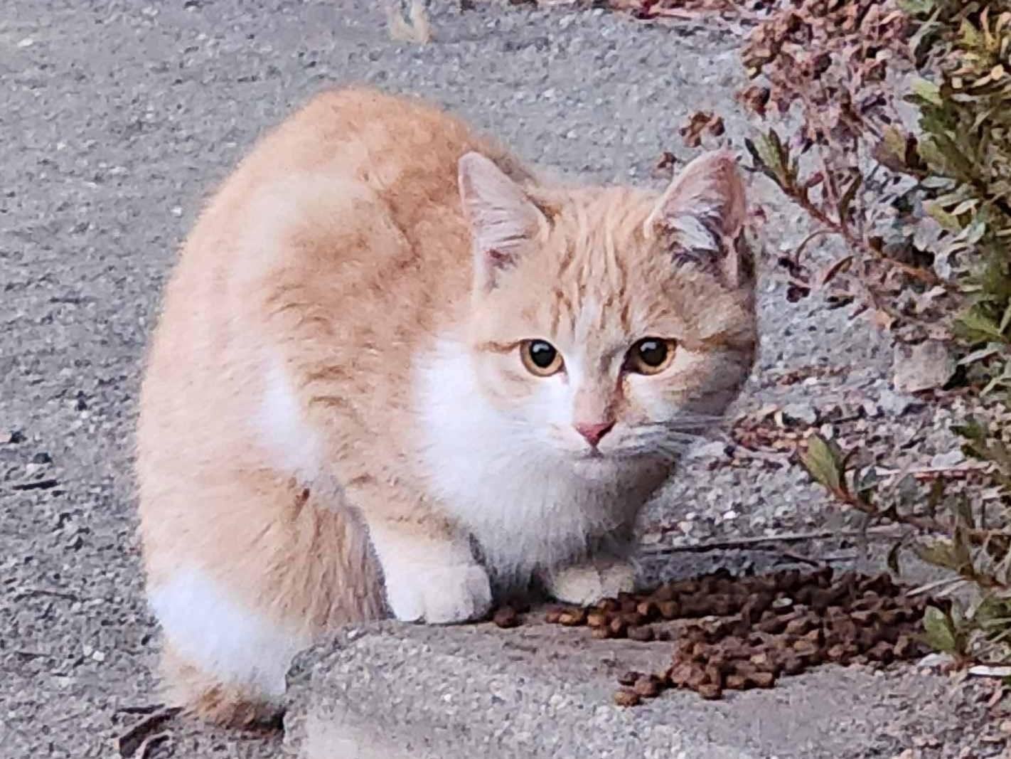 モナカちゃん モナカちゃん