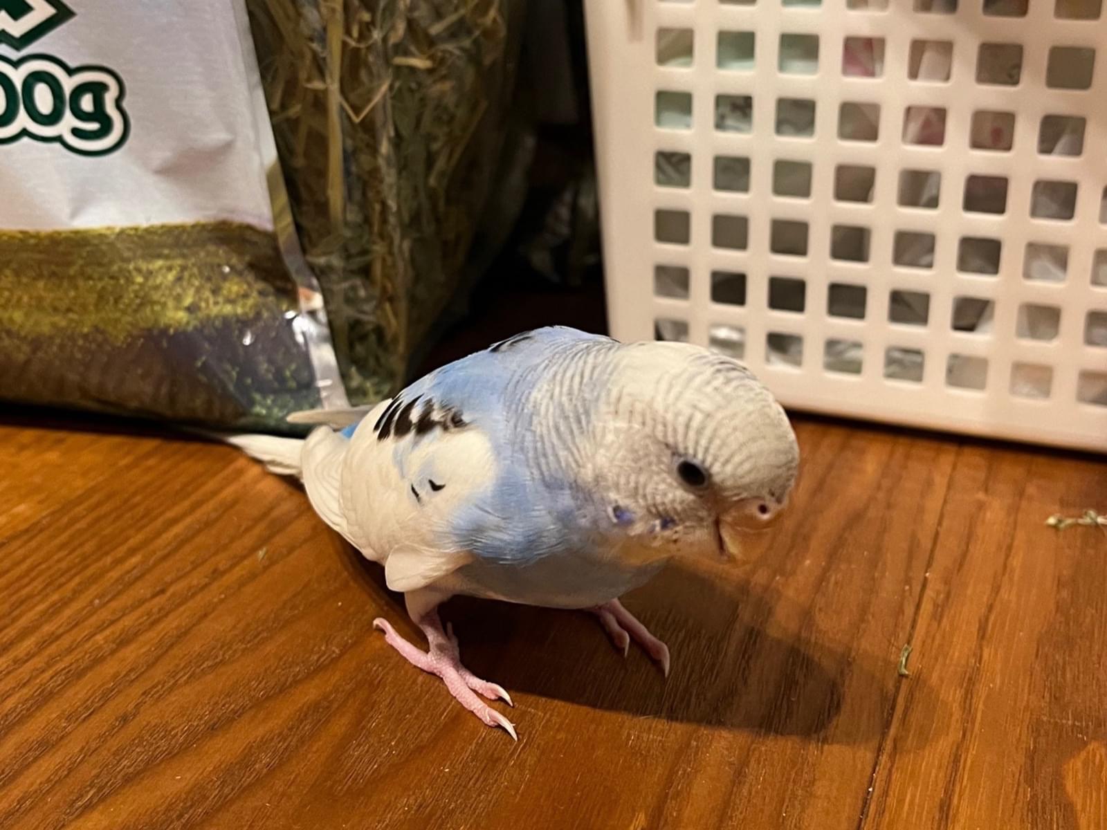 保護された鳥 保護された鳥