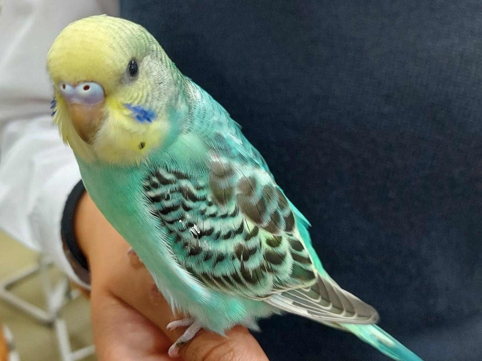 保護された鳥 保護された鳥