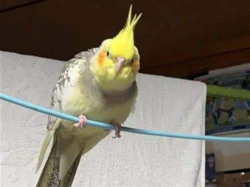 オカメインコ(パイド)を探してます
