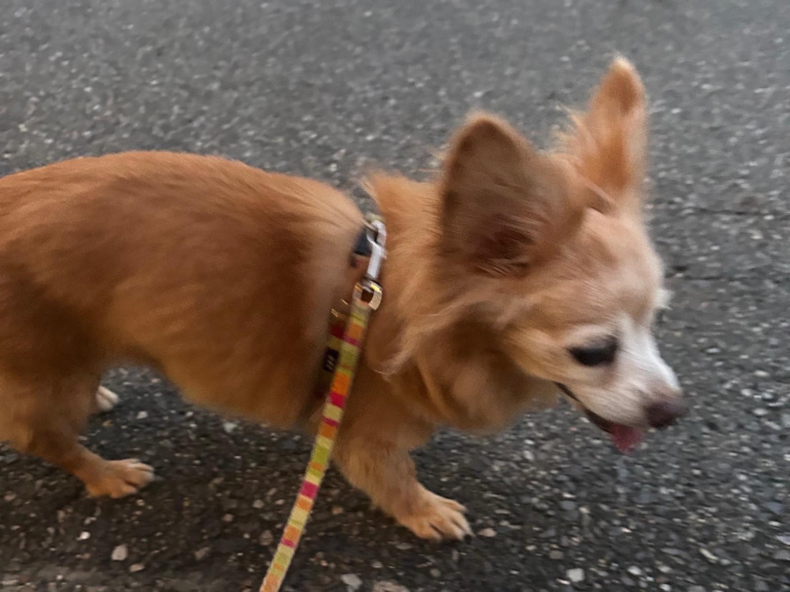 みるくちゃん みるくちゃん