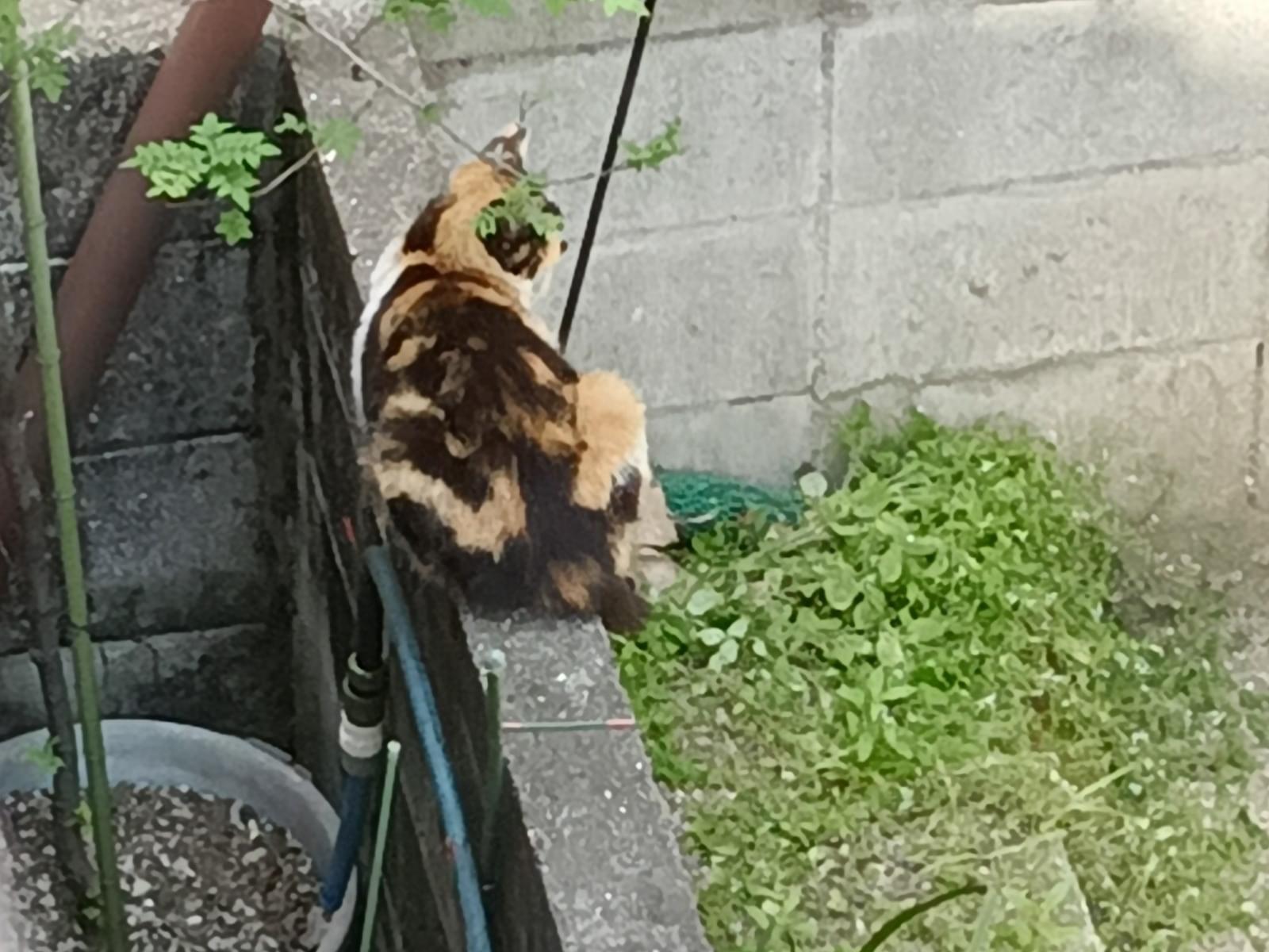 目撃された猫