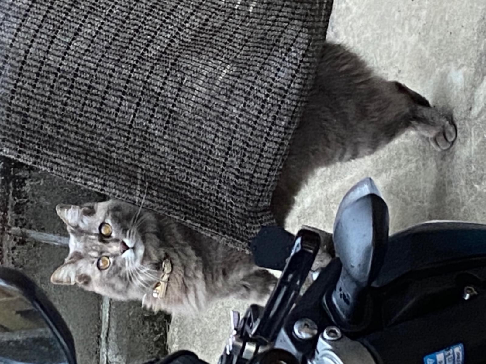 目撃された猫 目撃された猫