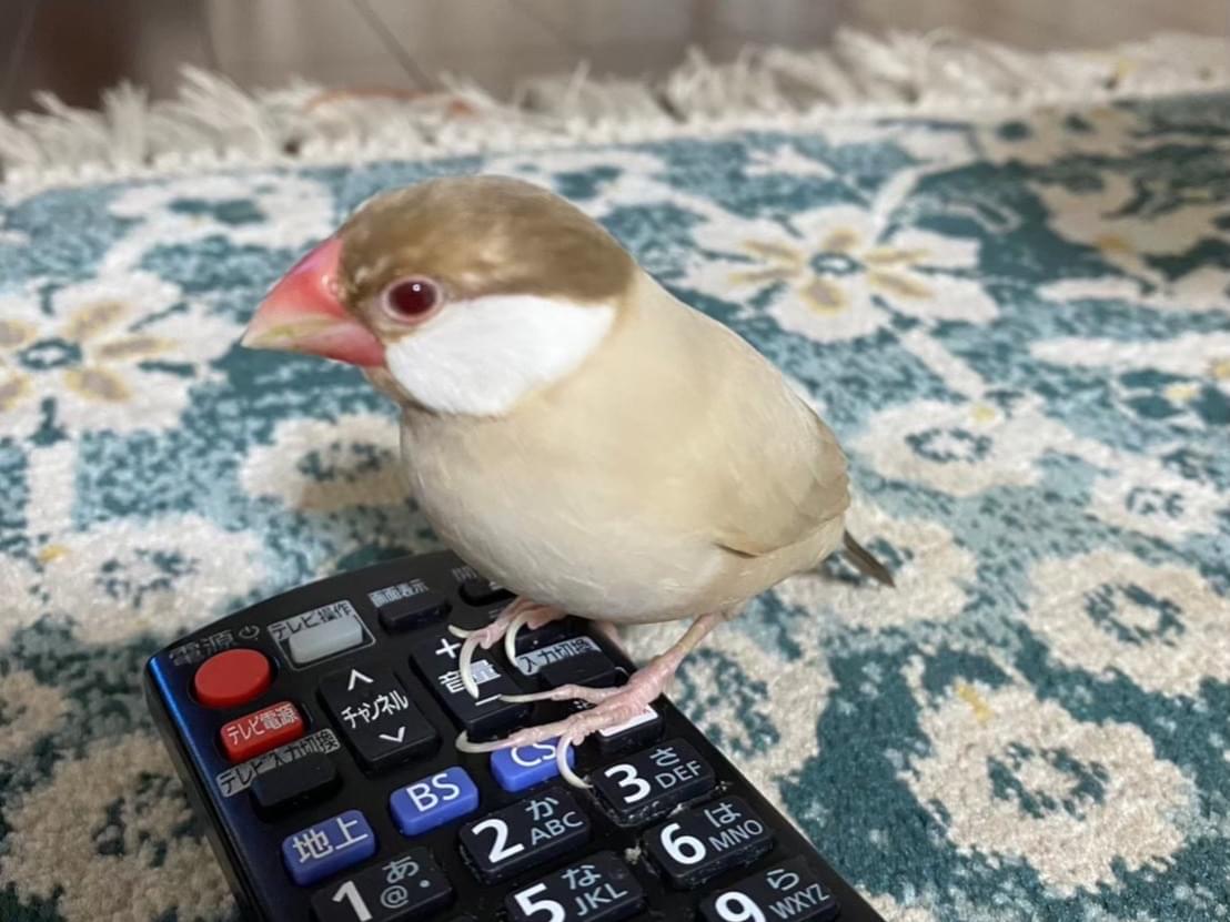 まろちゃん まろちゃん
