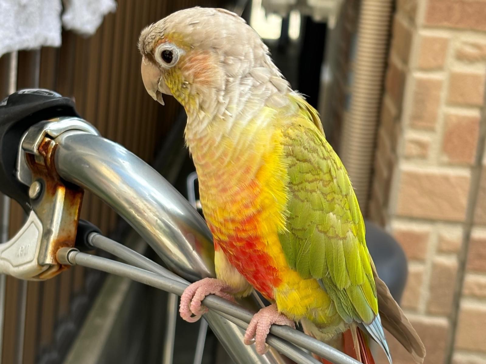 目撃された鳥 目撃された鳥