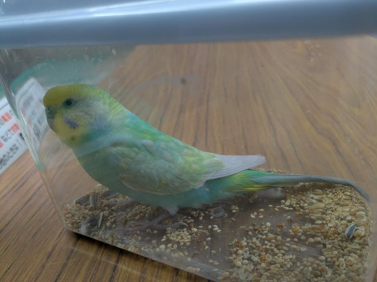 保護された鳥 保護された鳥