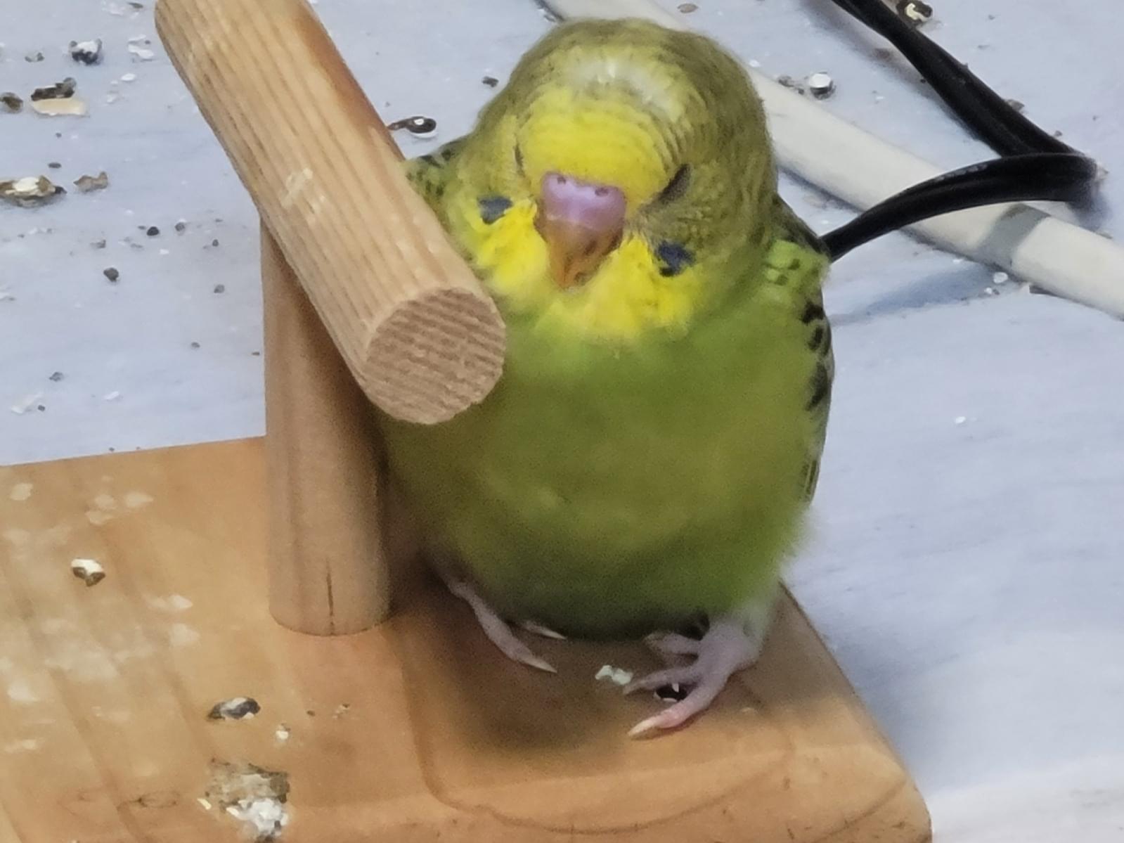 ライムちゃん ライムちゃん