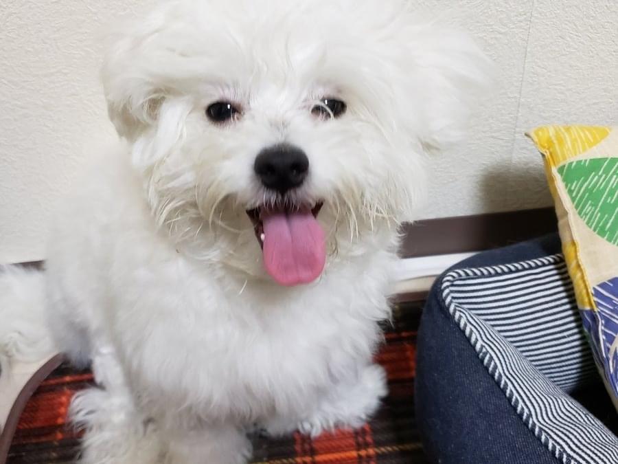 ちゃこちゃん ちゃこちゃん