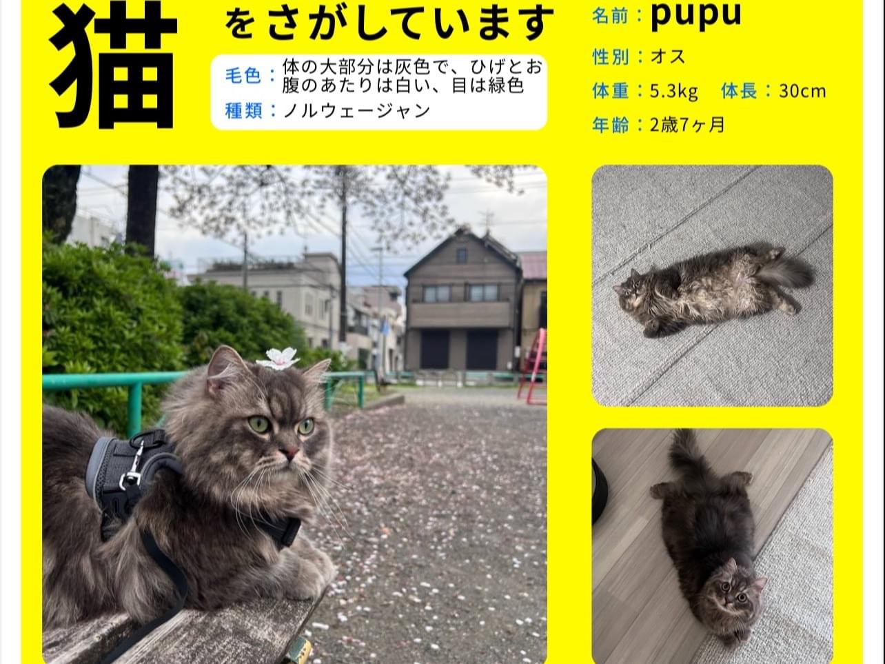 pupuちゃん pupuちゃん