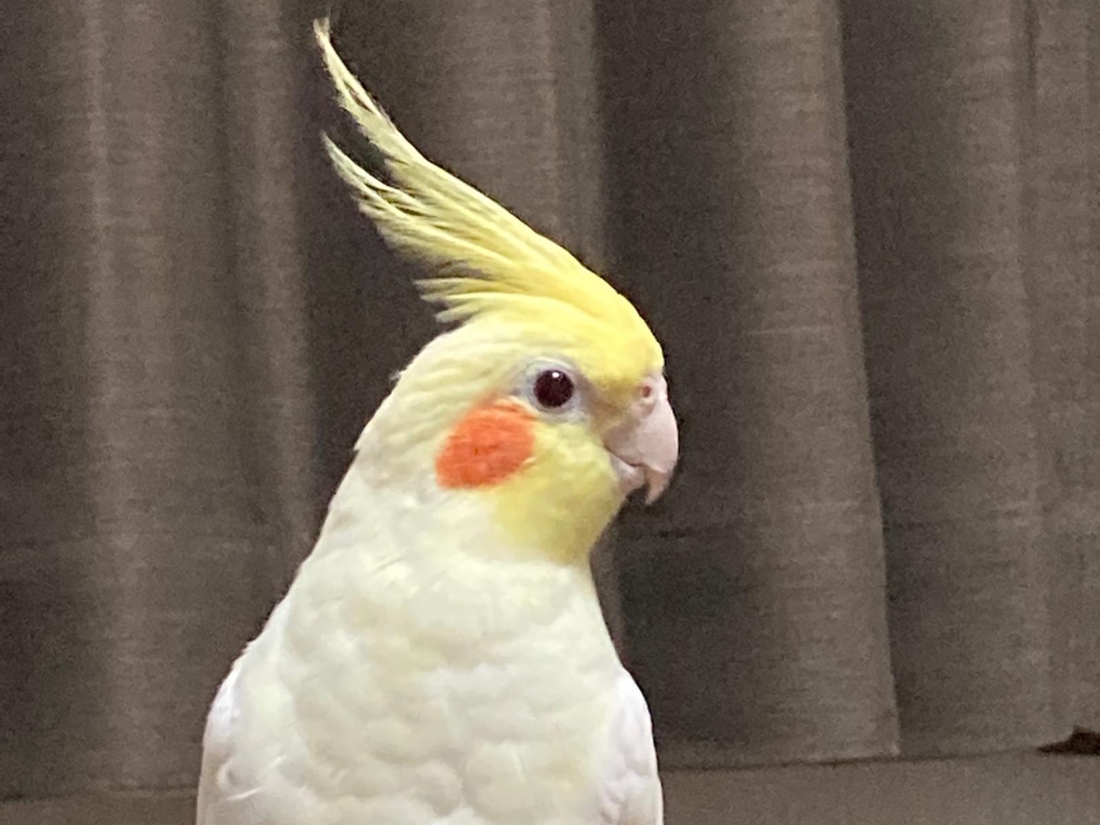 ぷぷちゃん ぷぷちゃん