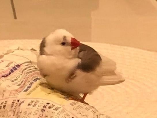 保護された鳥 保護された鳥