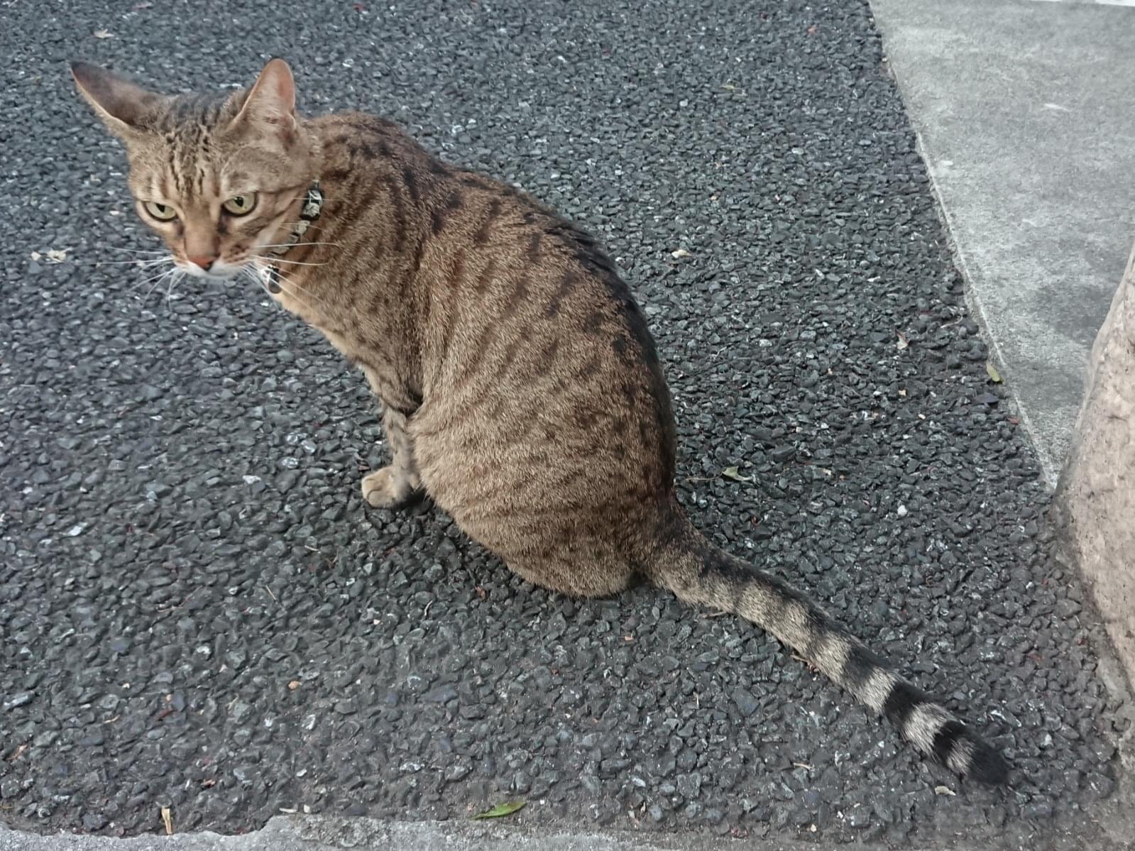 目撃された猫 目撃された猫