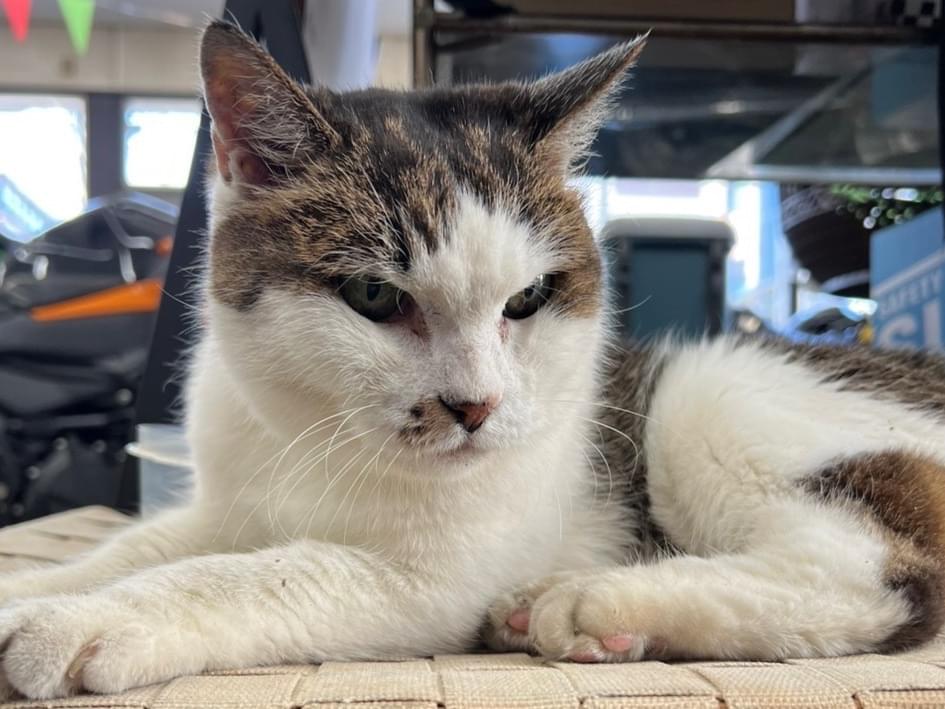 保護された猫 保護された猫